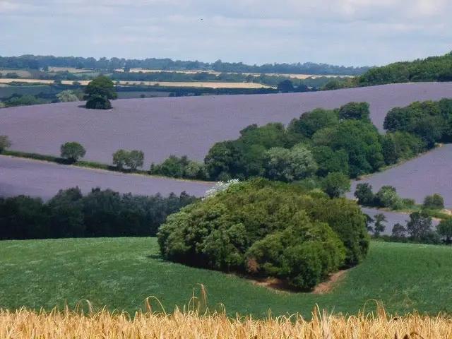 Cotswolds bee farm.