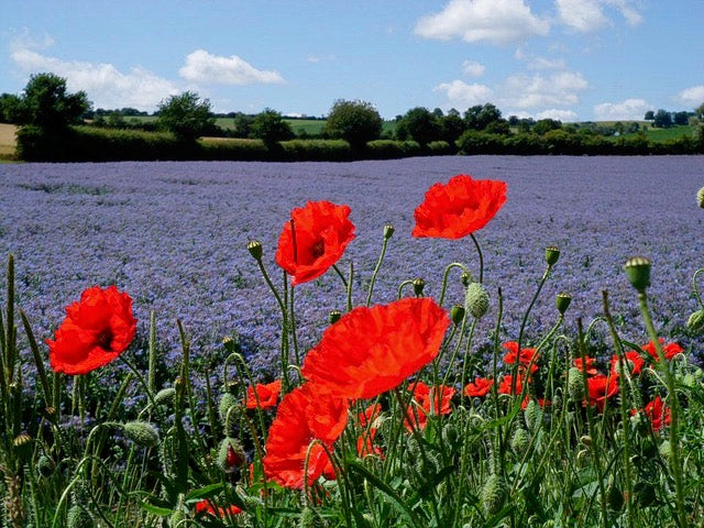Cotswolds bee farm.