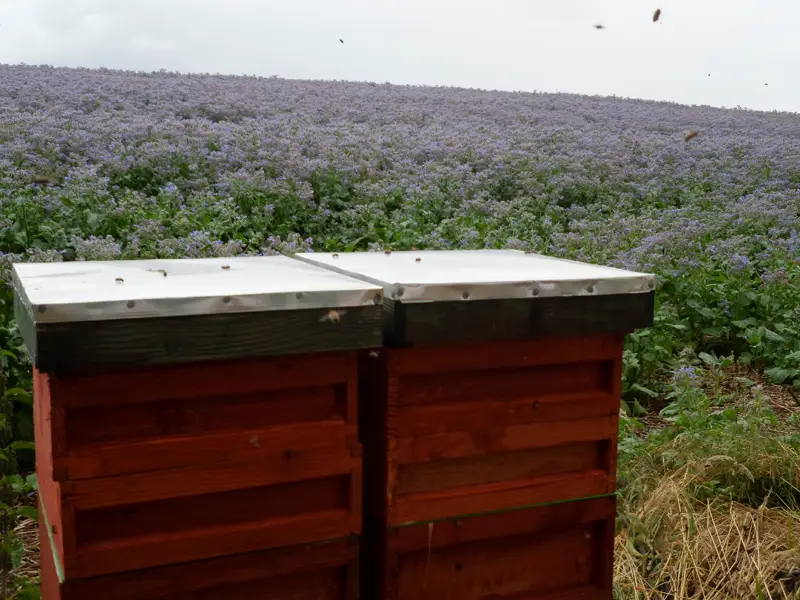 Cotswolds bee farm.