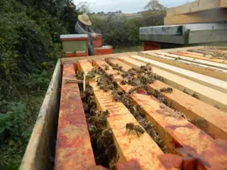 Cotswolds bee farm.